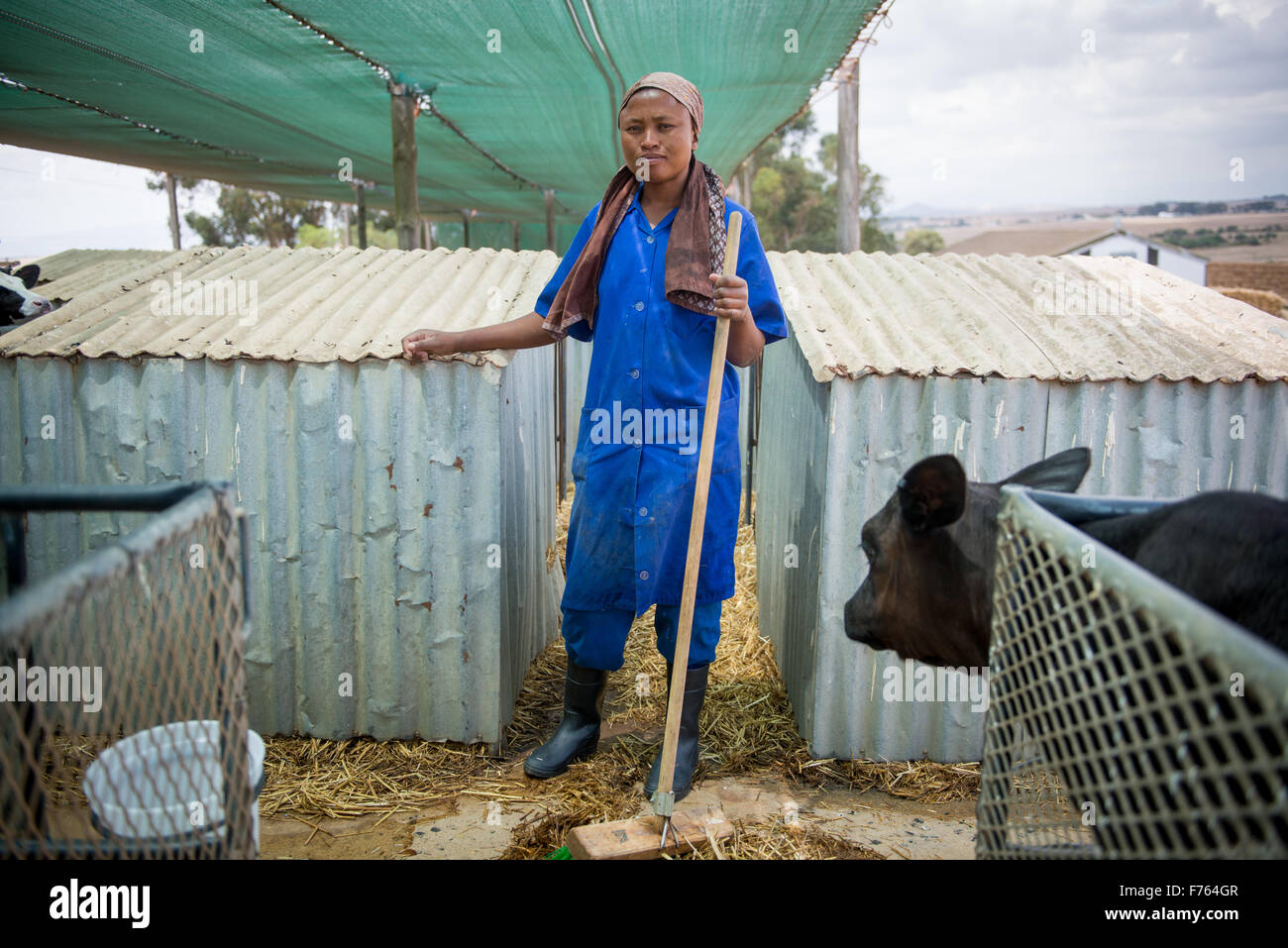 Südafrika-afrikanische Frau, die arbeitet auf Milchviehbetrieb. Stockfoto