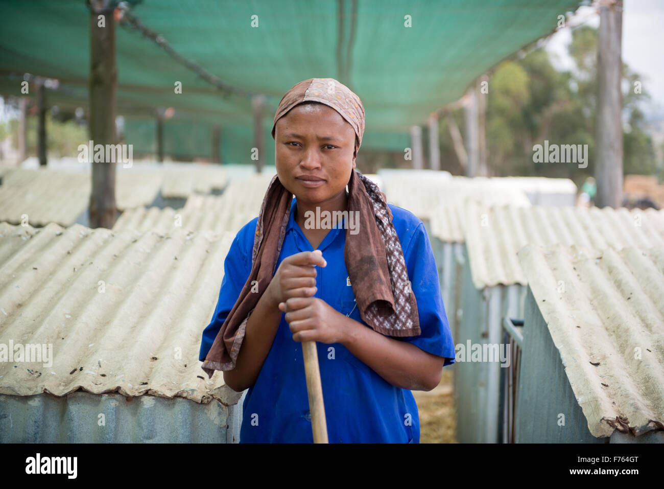 Südafrika-afrikanische Frau, die arbeitet auf Milchviehbetrieb. Stockfoto