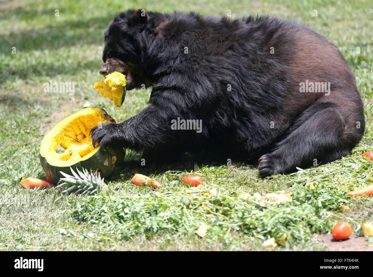 Lima, Peru. 25. November 2015. "Star", einen weiblichen Bären von der Spezies Brillenbär, isst Kuchen ihrem 16. Geburtstag im Park der Legenden, in Lima, Peru, am 25. November 2015. Bildnachweis: Norman Cordova/ANDINA/Xinhua/Alamy Live-Nachrichten Stockfoto