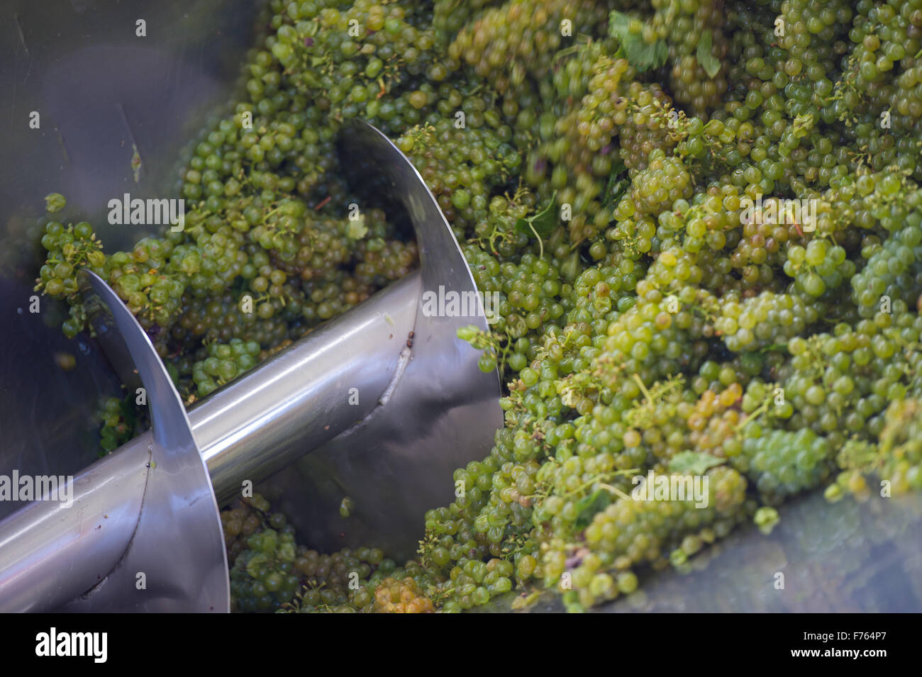 Südafrika - Prozess der Trauben in Wein gemacht Stockfoto