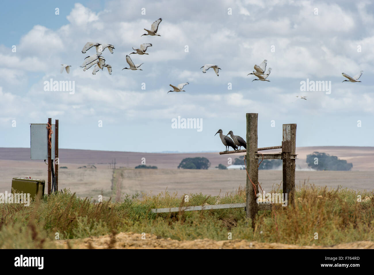 Südafrika - Vögel fliegen über Farmland. Stockfoto