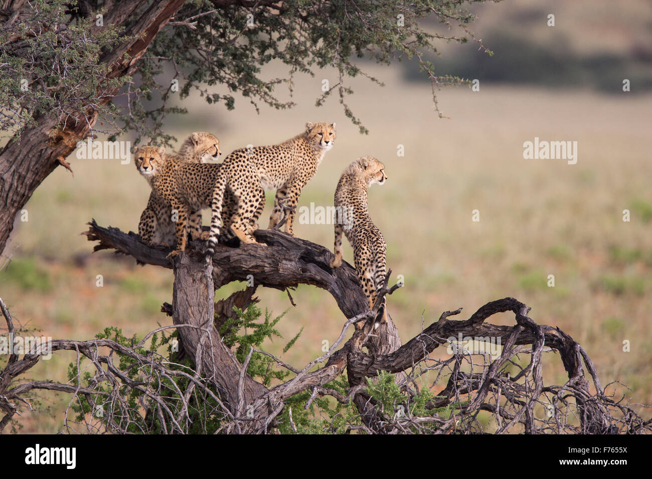 Geparden mit einem gebrochenen Zweig als Aussichtspunkt in den Kgalagadi Transfrontier Park Stockfoto
