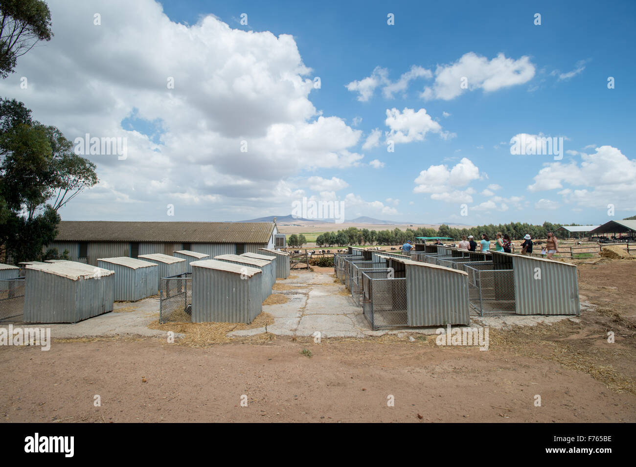 Südafrika - Kälberhütten auf Bauernhof Stockfoto