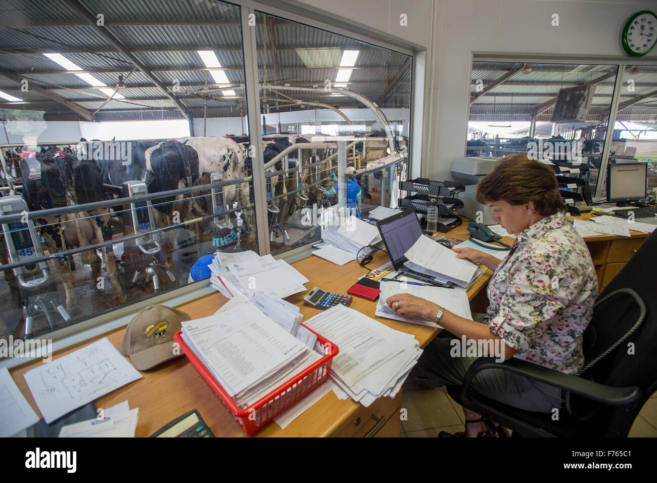 Südafrika - Kühe gemolken auf Milchviehbetrieb. Stockfoto