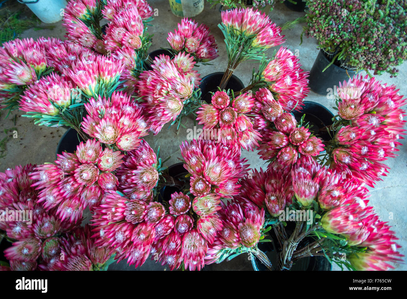Südafrika - Detail des "Doornkraal" Protea blühende Pflanze. Stockfoto