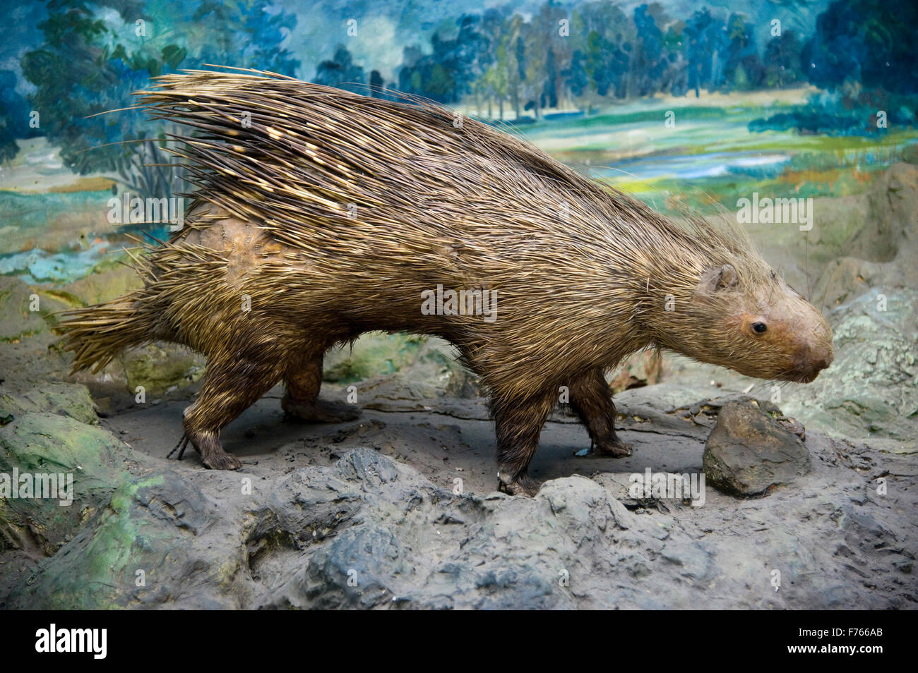 Stachelschwein, Tierpräparat, Stofftier, Museum, Stockfoto