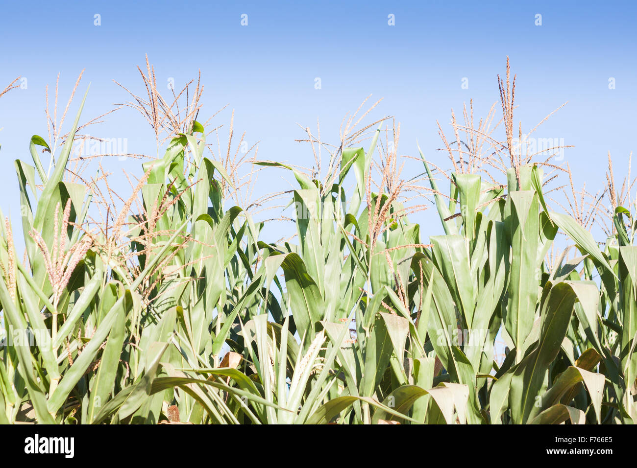 Grünes Feld Mais aufwachsen, Fotoarchiv Stockfoto