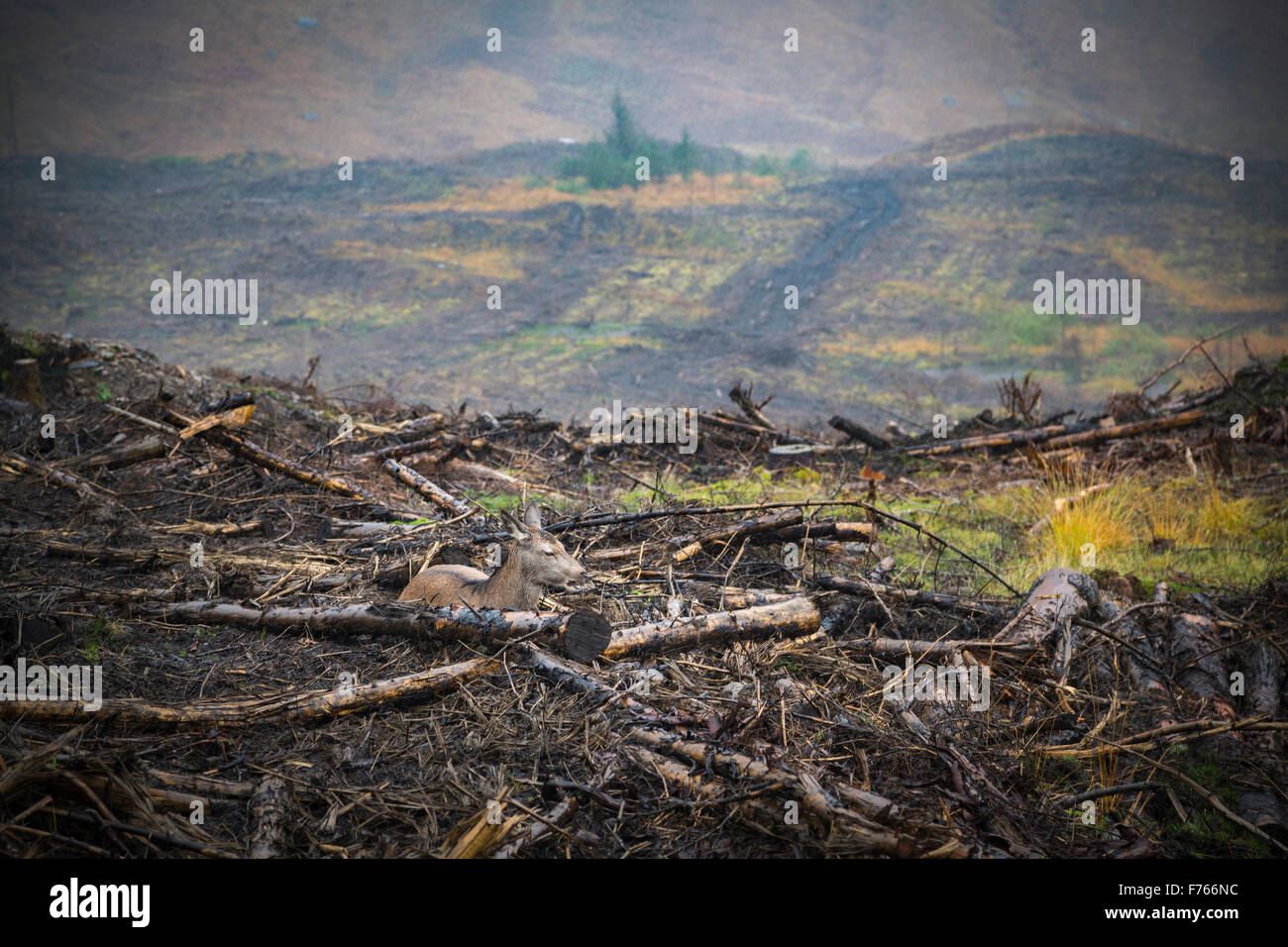 Reh liegend zwischen Hälfte brannte getarnt Baum Stümpfe bei starkem Regen, schottischen Glen. Stockfoto