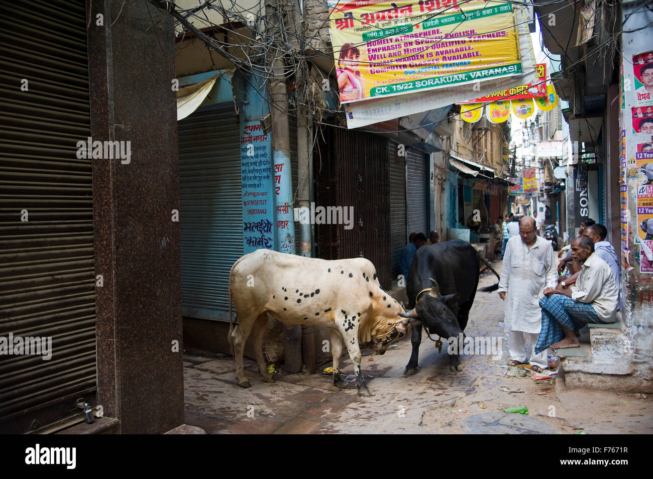 Bullen kämpfen, Bhairavnath Lane, Kashi, Banaras, Benaras, Varanasi, Uttar Pradesh, Indien, Asien Stockfoto