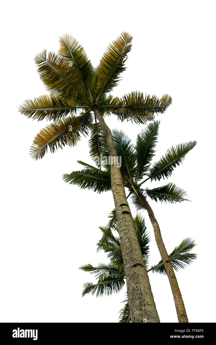 Mehreren Palmen isoliert Stockfoto