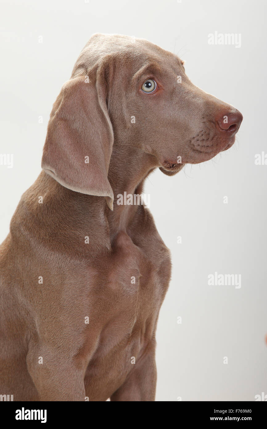 Weimaraner Welpen, 4 Monate | Weimaraner, Welpe, 4 Monate Stockfoto