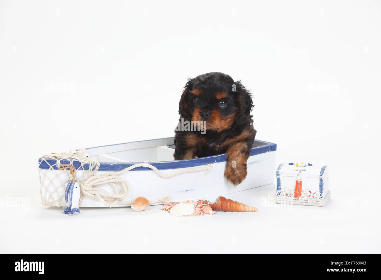 Cavalier King Charles Spaniel, Welpe, neben, 6 Wochen | Cavalier King Charles Spaniel, Welpe, neben, 6 Wochen Stockfoto