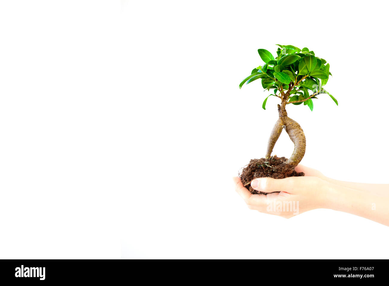 Kleiner Baum wächst im Womans Hände Stockfoto