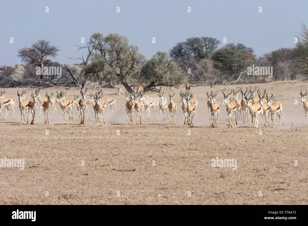 Große Herde Springböcke auf der Flucht vor Löwen, die im Hintergrund in den Kgalagadi Transfrontier Park sichtbar sind Stockfoto
