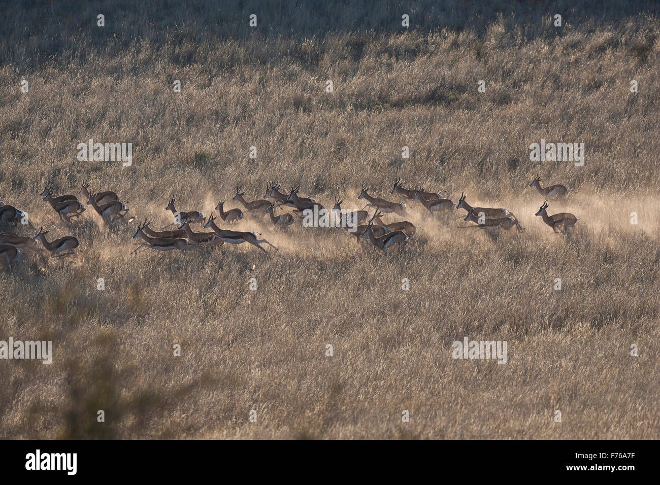 Erhöhten Blick auf eine Herde von Springbock im Kgalagadi Transfrontier Park laufen Stockfoto