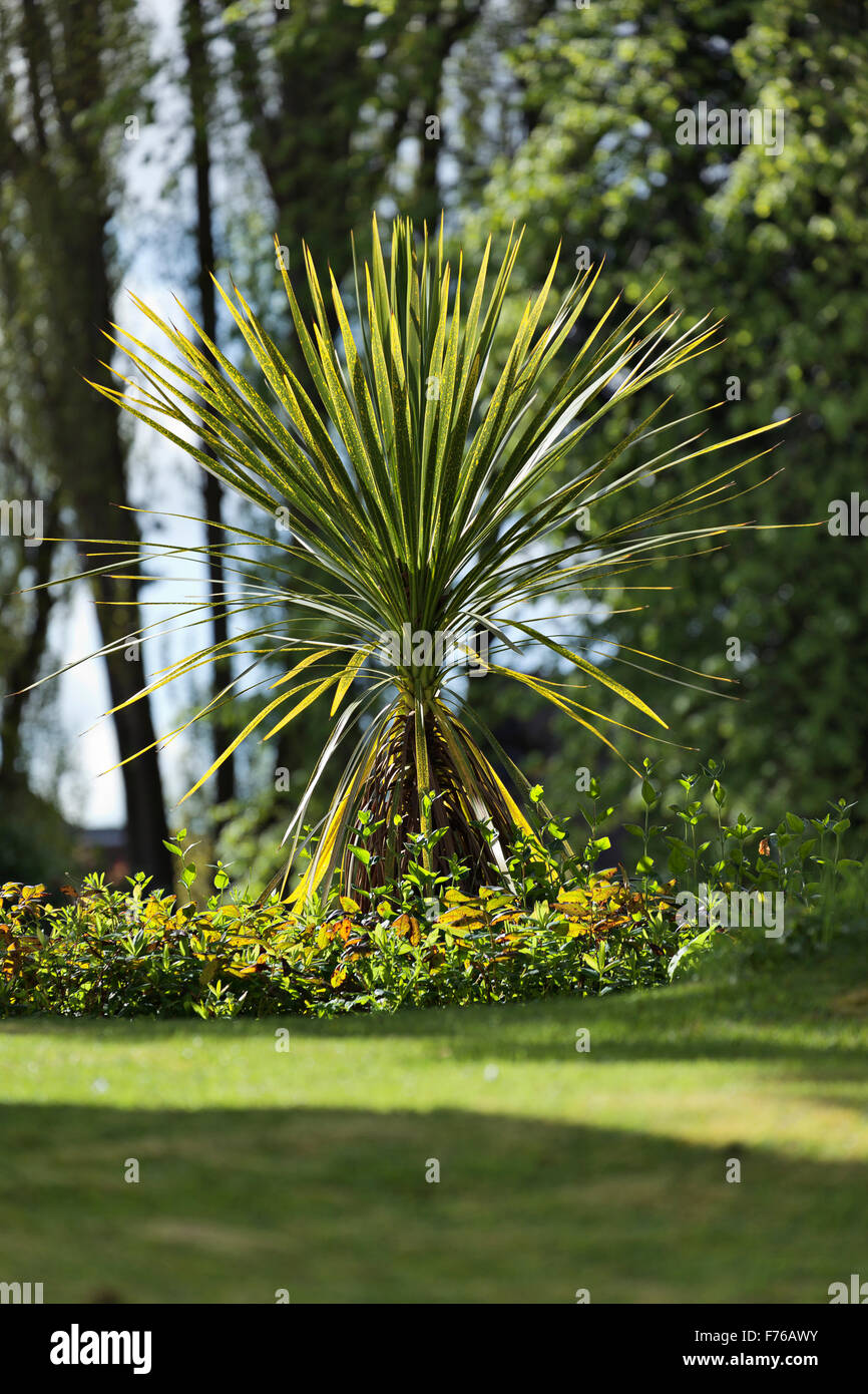 Cordyline Australis - Kohl-Palme Stockfoto