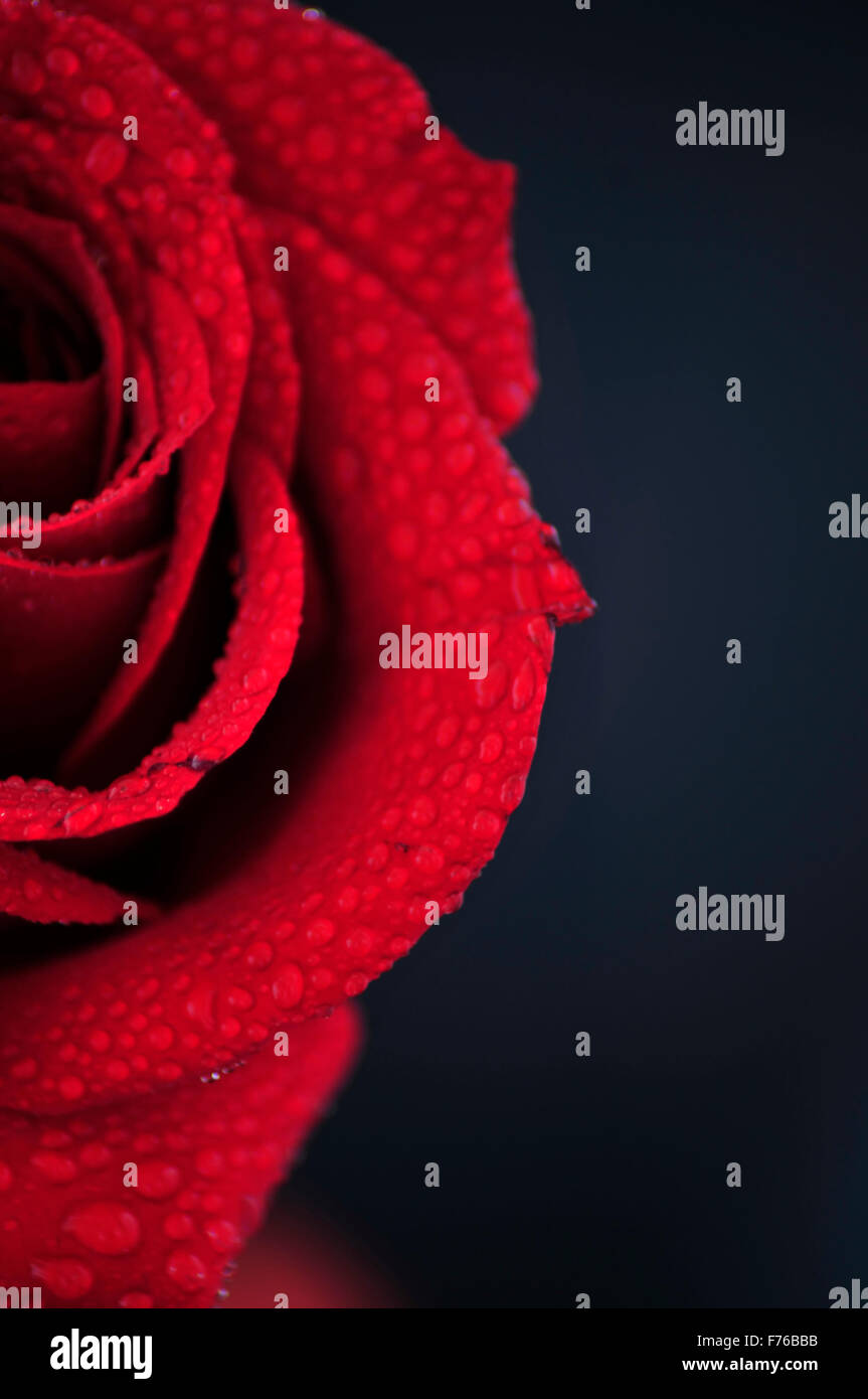 Perfekte rose Stockfoto