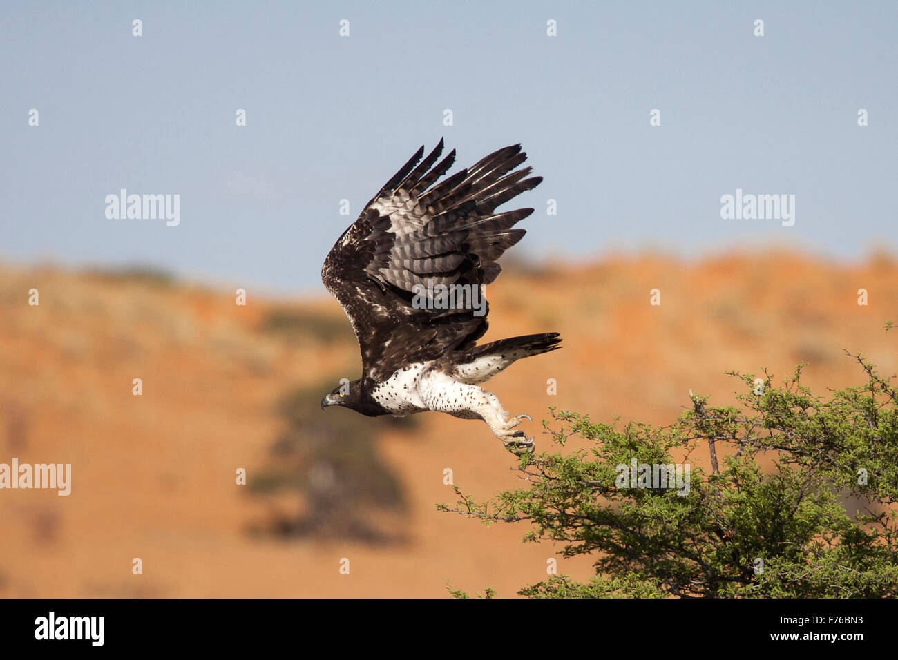 Kriegerischer Adler abheben von einem Baum in den Kgalagadi Transfrontier Park Stockfoto