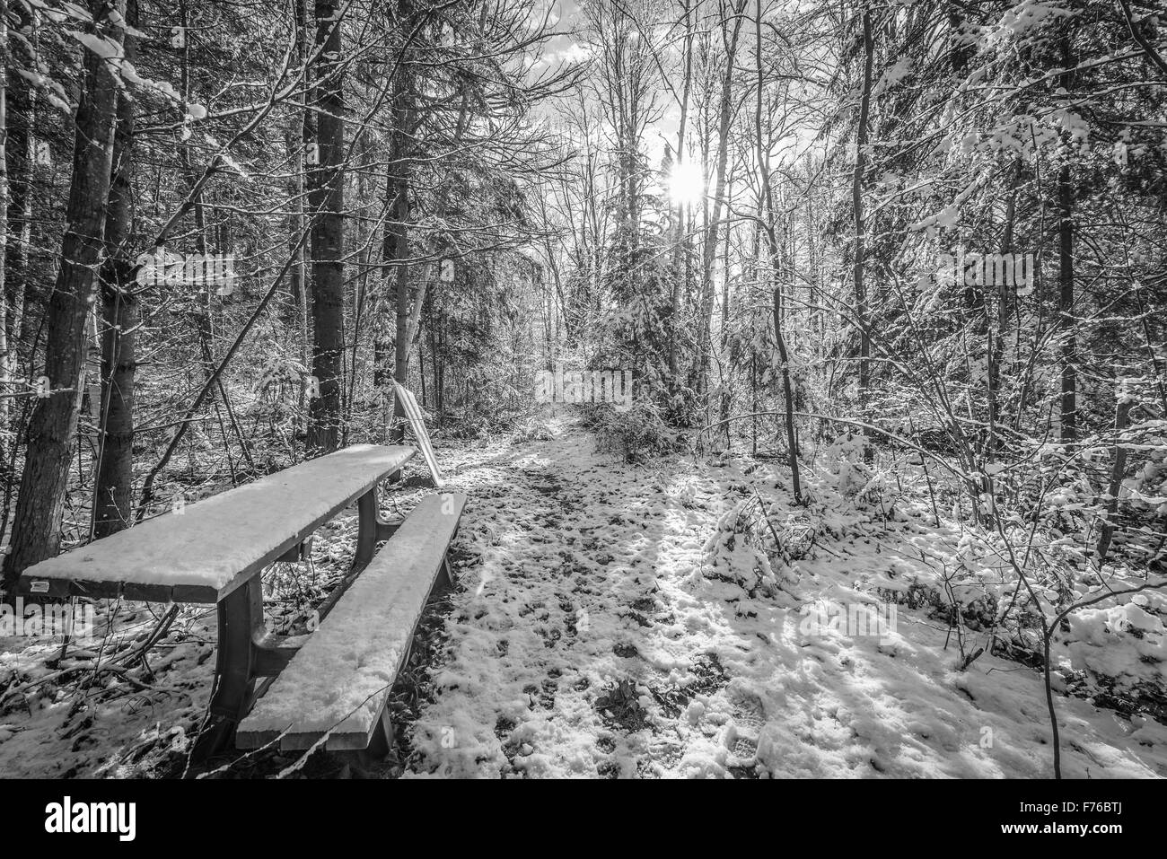 Schneebedeckte Bank im Wald. Stockfoto
