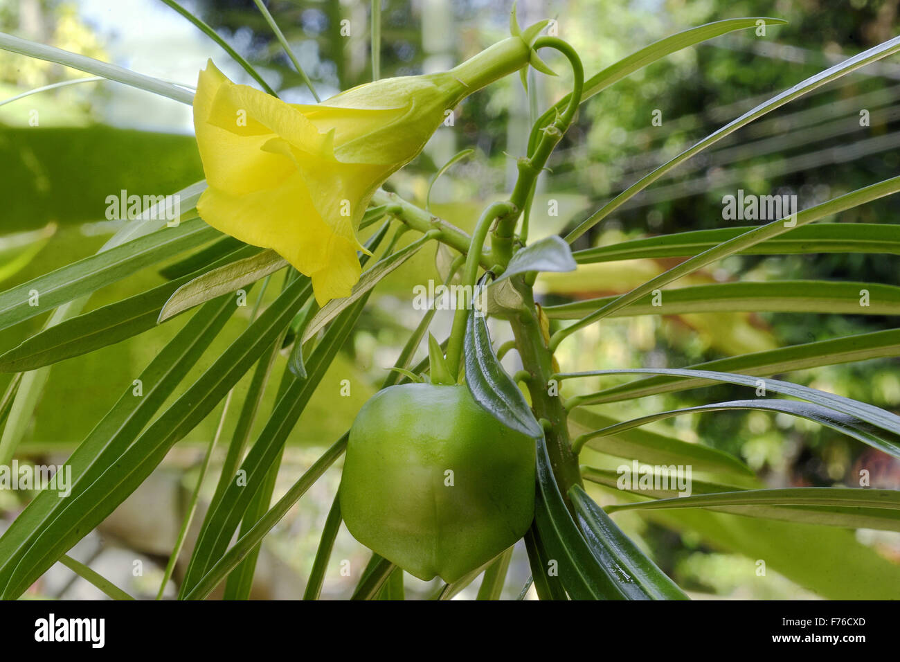Gelbe Oleanderblume, Cascabela thevetia, Lucky Nuss Pflanze, Stockfoto