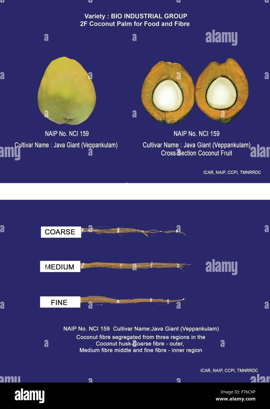 BIO-industrielle Ernte – KOKOSPALME – R&D Kokospalme (Cocos Nucifera L) "Kokos-Frucht" auf ganzheitliche Weise – sorgt für Livelihoo Stockfoto