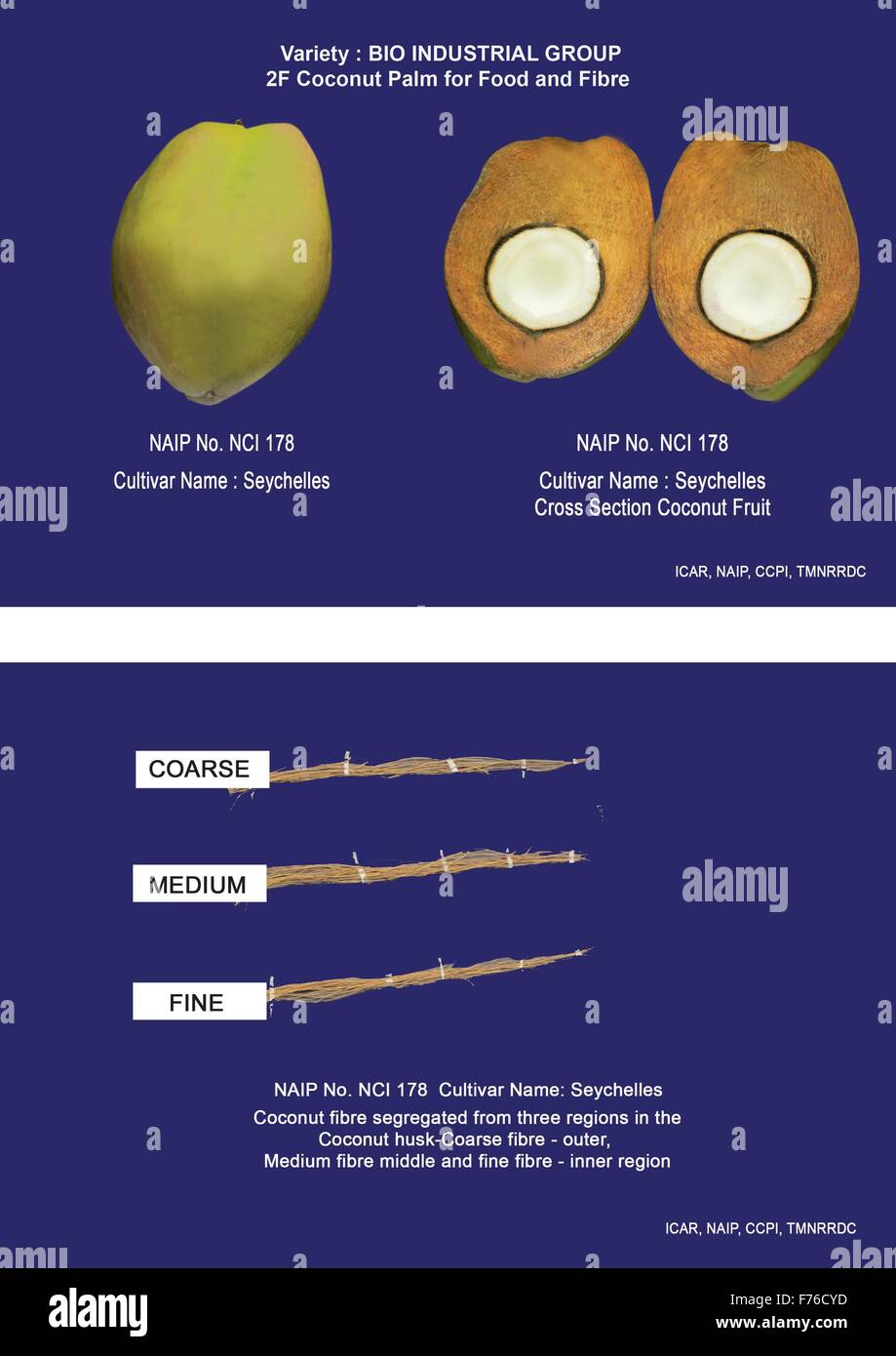 BIO-industrielle Ernte – KOKOSPALME – R&D Kokospalme (Cocos Nucifera L) "Kokos-Frucht" auf ganzheitliche Weise – sorgt für Livelihoo Stockfoto