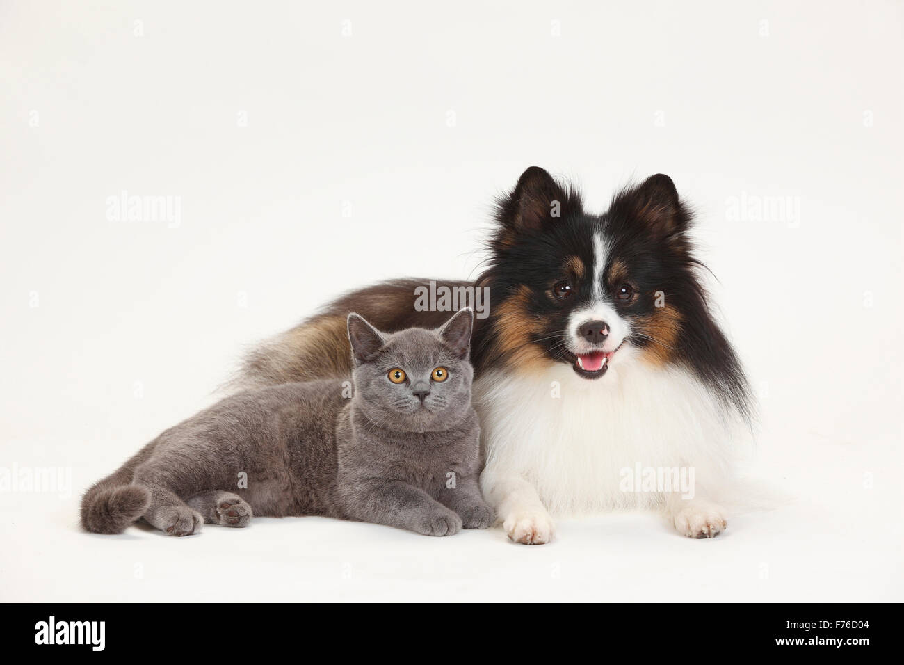 Britisch Kurzhaar und Mixed Breed Dog (Spitz Kreuz) | Britisch Kurzhaar Und Mischlingshund (Kleinspitzmischling) Stockfoto