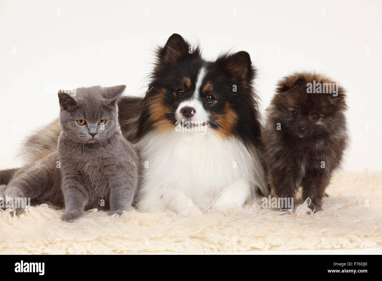 Britisch Kurzhaar, Mixed Breed Dog (Spitz Kreuz) und Miniatur Deutscher Spitz, Welpe, 12 Wochen | Britisch Kurzhaar, Mischlingshund) Stockfoto