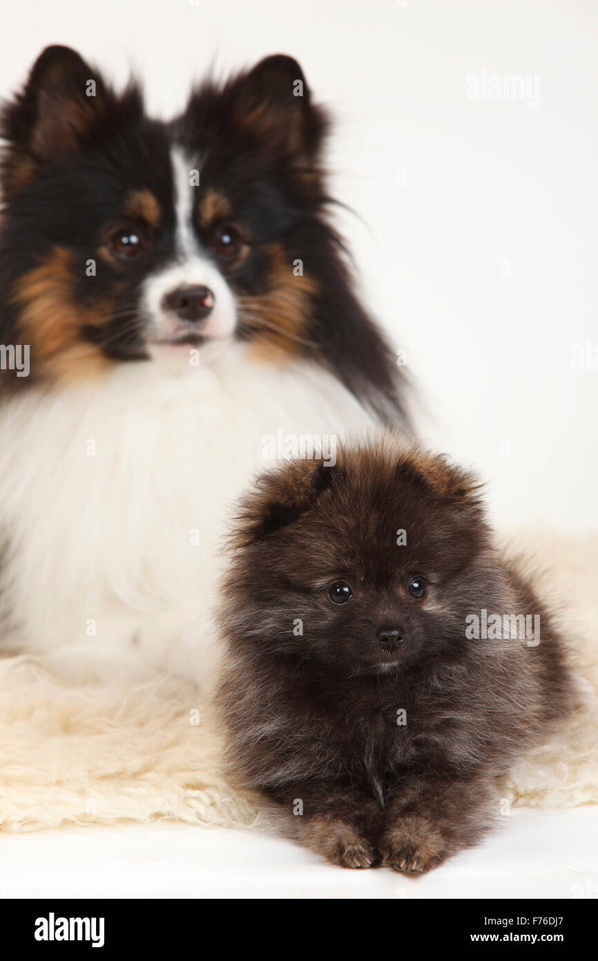 Mixed Breed Dog (Spitz Kreuz) und Miniatur Deutscher Spitz, Welpe, 12 Wochen | Mischlingshund (Kleinspitzmischling) Und Kleinspitz, W Stockfoto