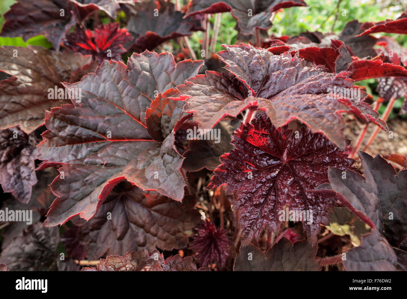 Heuchera Micranta 'Palace Purple' Stockfoto Heuchera Micranta 'Palace Purple' Stockfoto