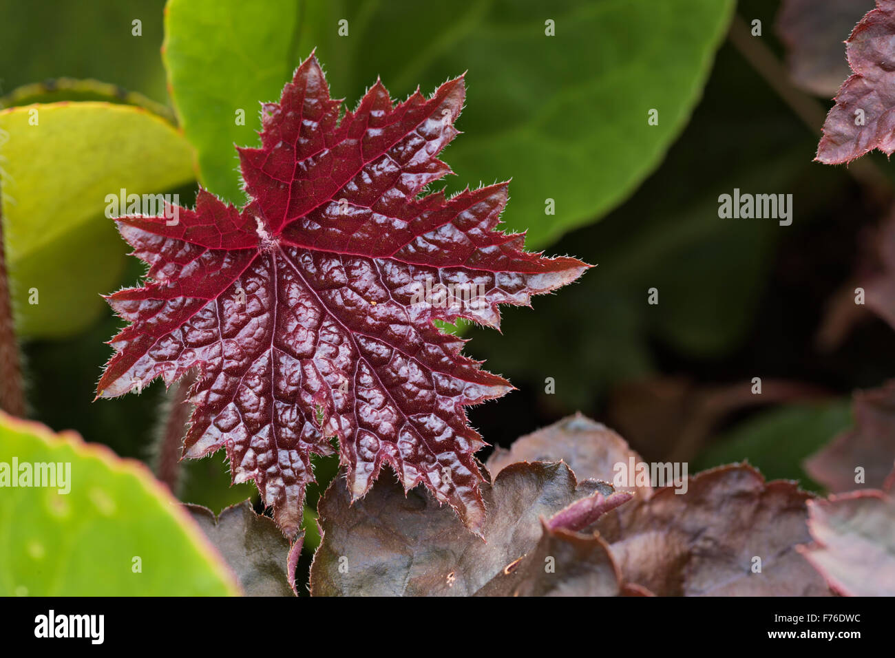 Heuchera Micranta 'Palace Purple' Stockfoto Heuchera Micranta 'Palace Purple' Stockfoto