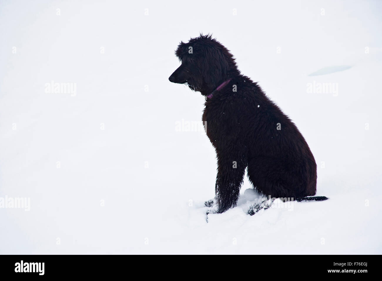 Afghanische Hund Stockfoto
