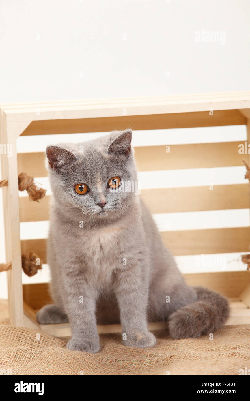 Britische Kurzhaarkatze Blau Tortie 4 Monate Britisch