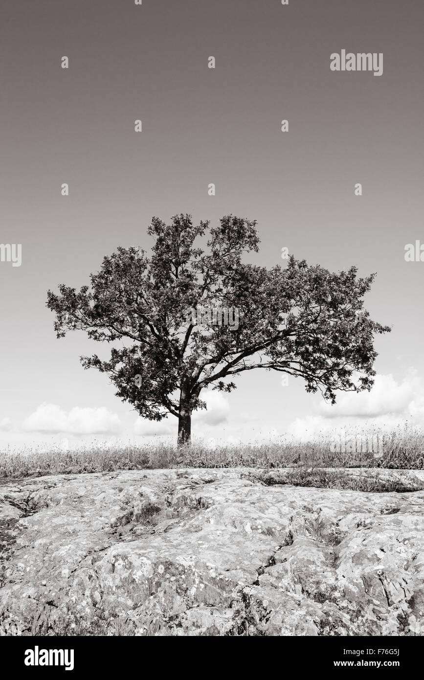 Ein Baum auf Hügel und blauer Himmel mit Textfreiraum. Schweden. Stockfoto