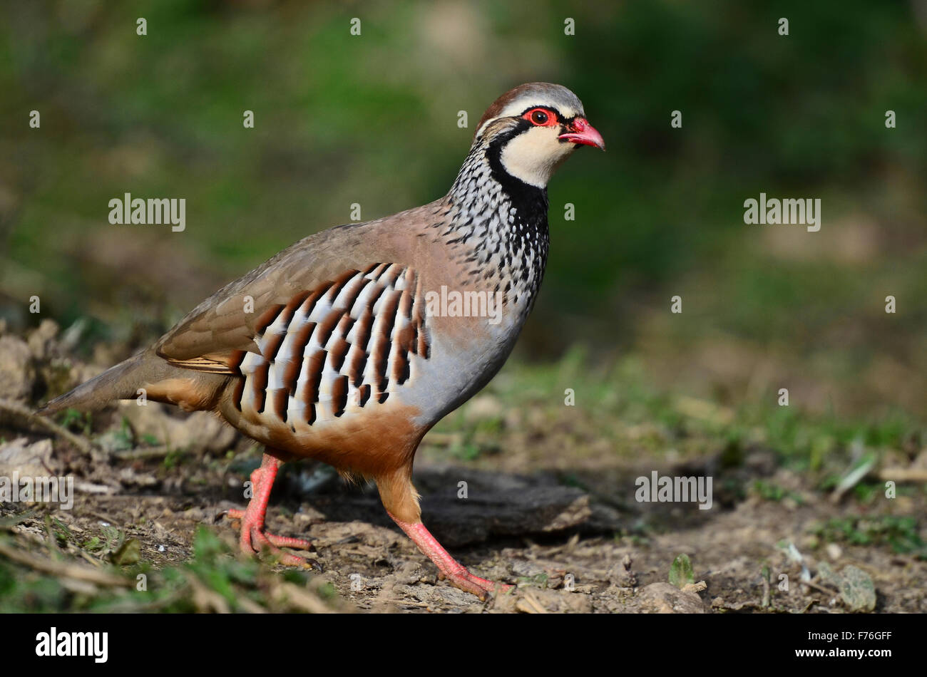 Red-legged Partridge Stockfoto