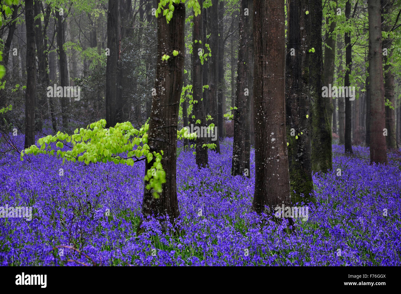 Bluebell Holz im Frühjahr Stockfoto