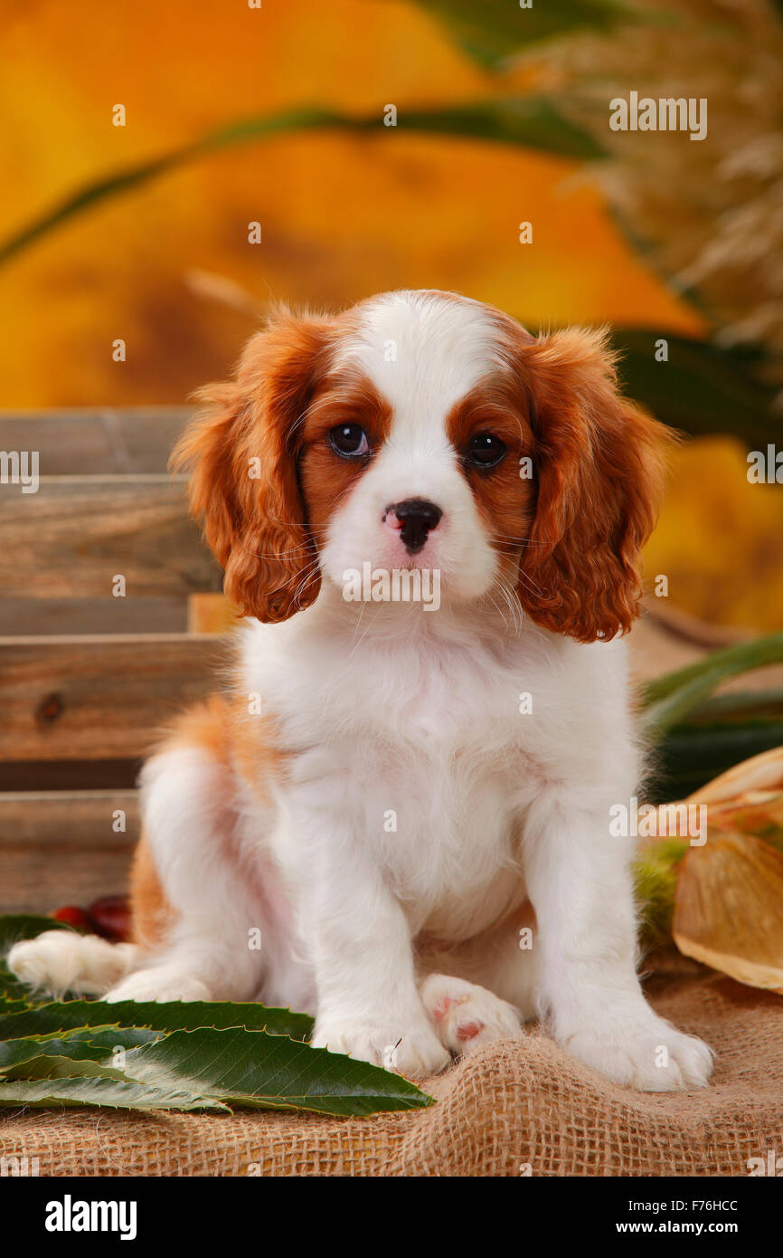 Cavalier King Charles Spaniel, Welpen, Blenheim, 10 Wochen Cavalier King Charles Spaniel