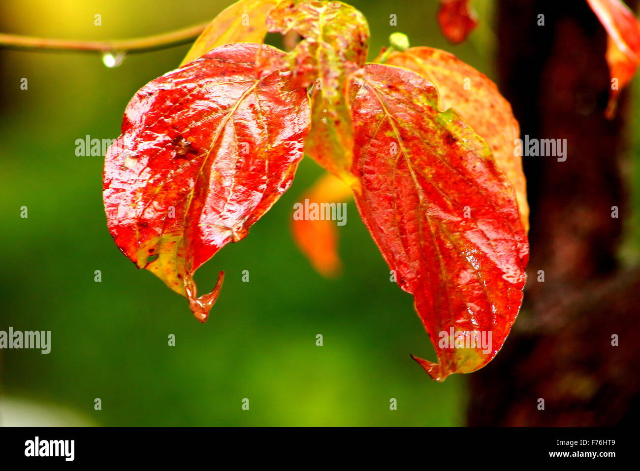 Schöne Farbe auf diese Blätter fallen wird Ihren Gaumen nass. Stockfoto