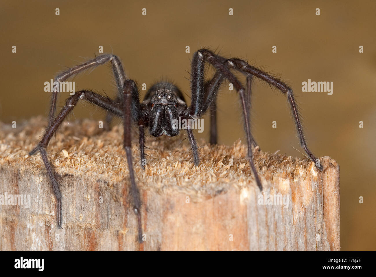 Riesigen europäischen Haus Spinne, Spinne Spinnennetz, Weiblich, Hauswinkelspinne, Haus-Winkelspinne, Hausspinne, Weibchen, Tegenaria Atrica Stockfoto