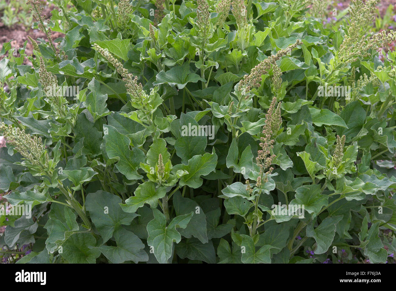 Guter Heinrich, Quecksilber Gänsefuß, Guter Heinrich, Chenopodium Bonus-Henricus, Wilder Mehl-Salat, Blitum Bonus-Henricus Stockfoto