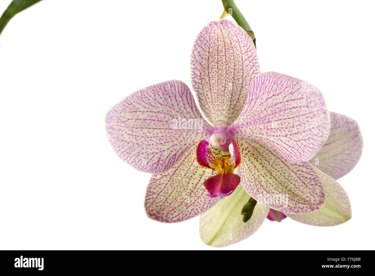 Nahaufnahme einer Orchidee Blüte isoliert auf weiss Stockfoto