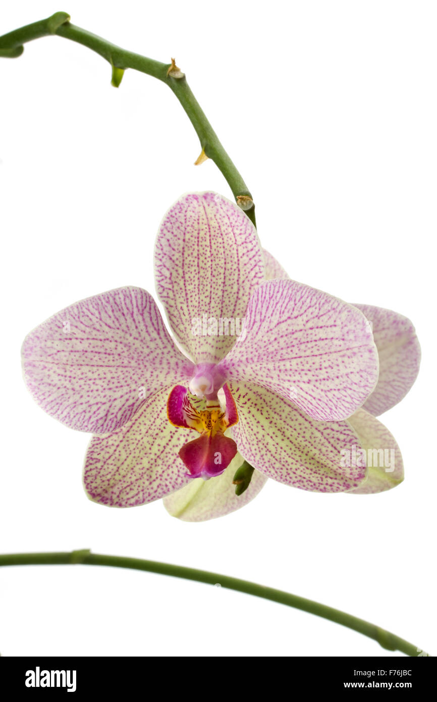 Nahaufnahme einer Orchidee Blüte isoliert auf weiss Stockfoto