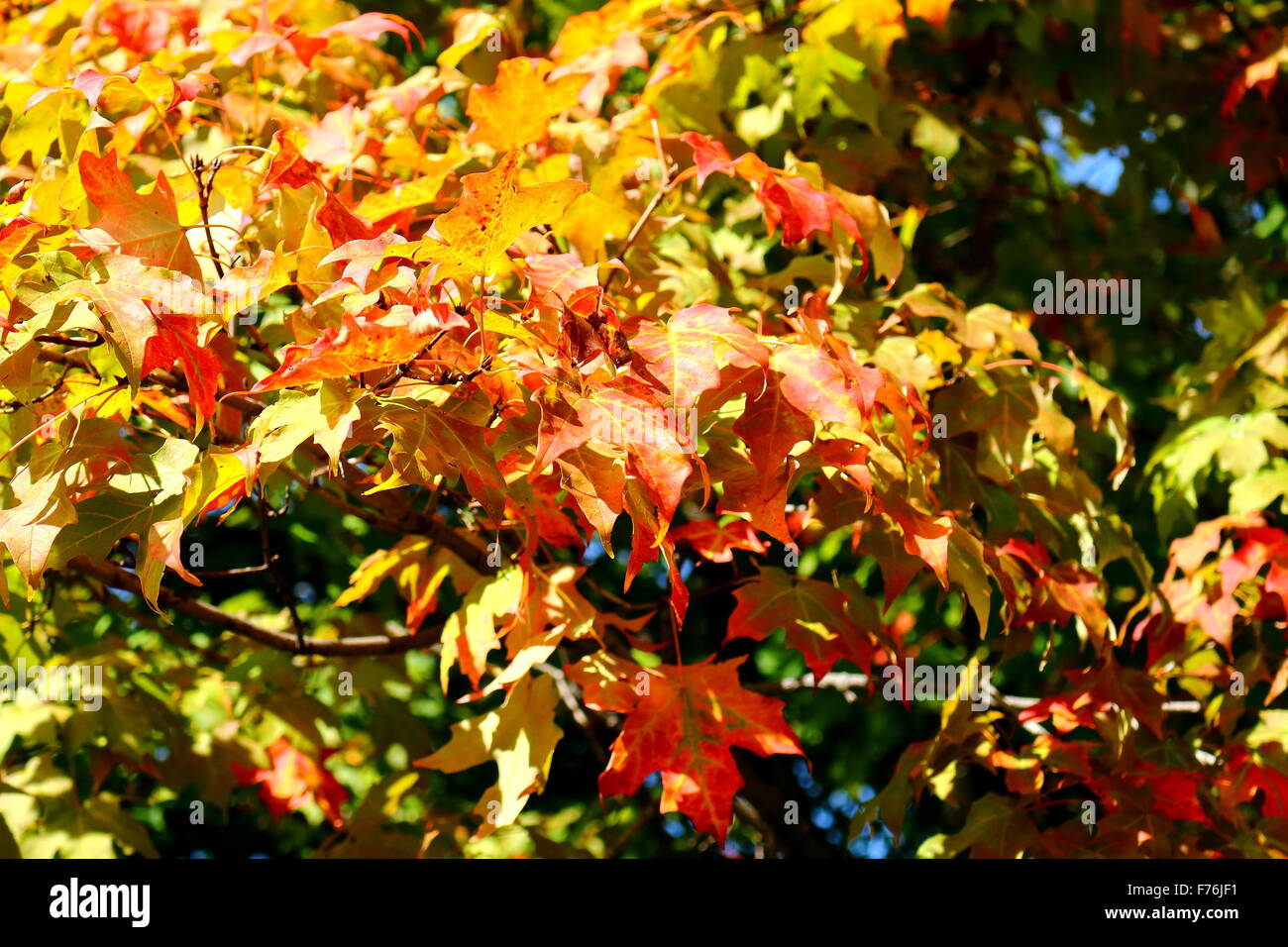 Schönen Herbst Blätter von Kentucky. Stockfoto