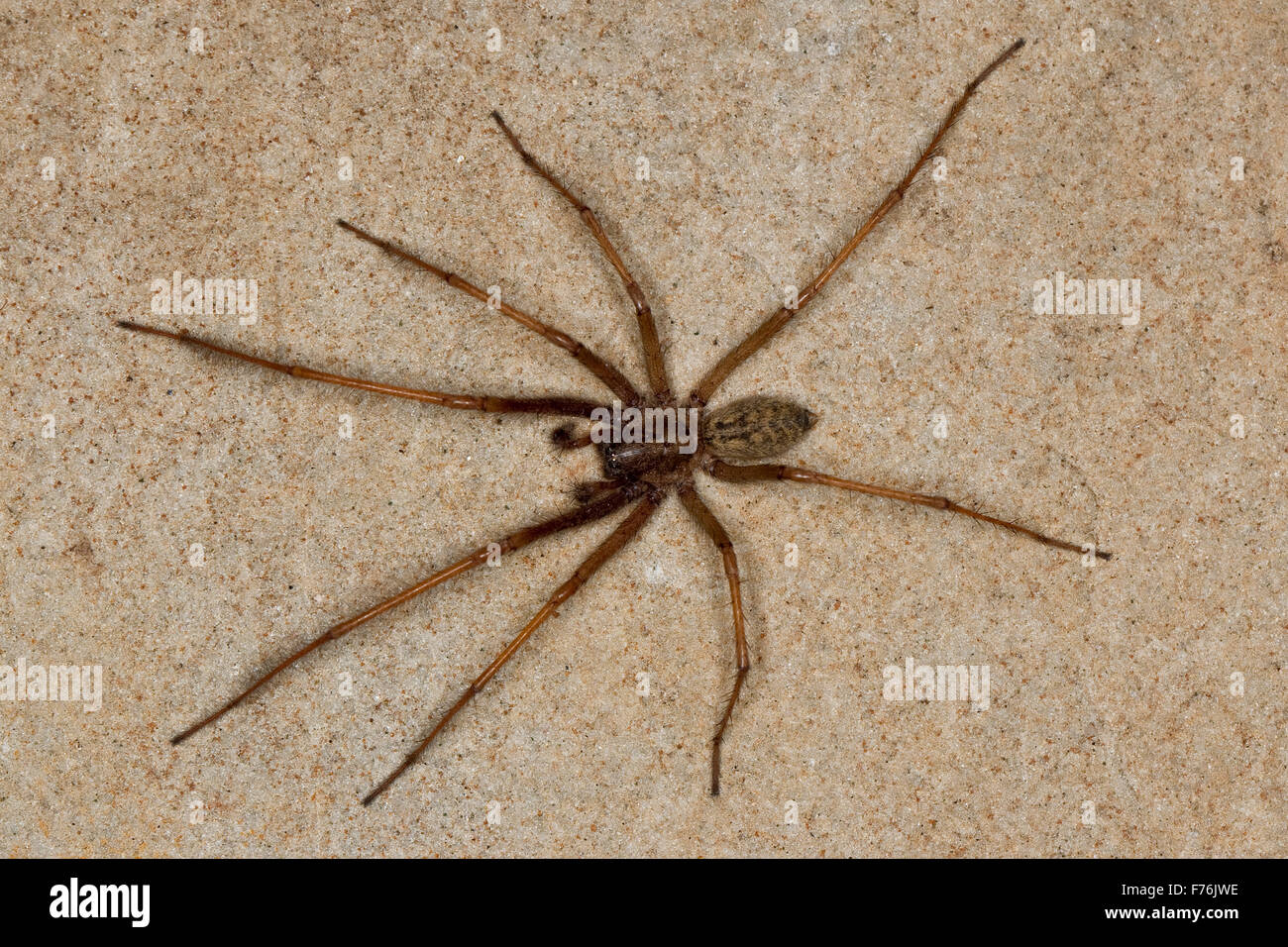 Riesigen europäischen Haus Spinne, Spinne Spinnennetz, Männlich, Männchen, Tegenaria Atrica, Hausspinne, Hauswinkelspinne, Haus-Winkelspinne Stockfoto