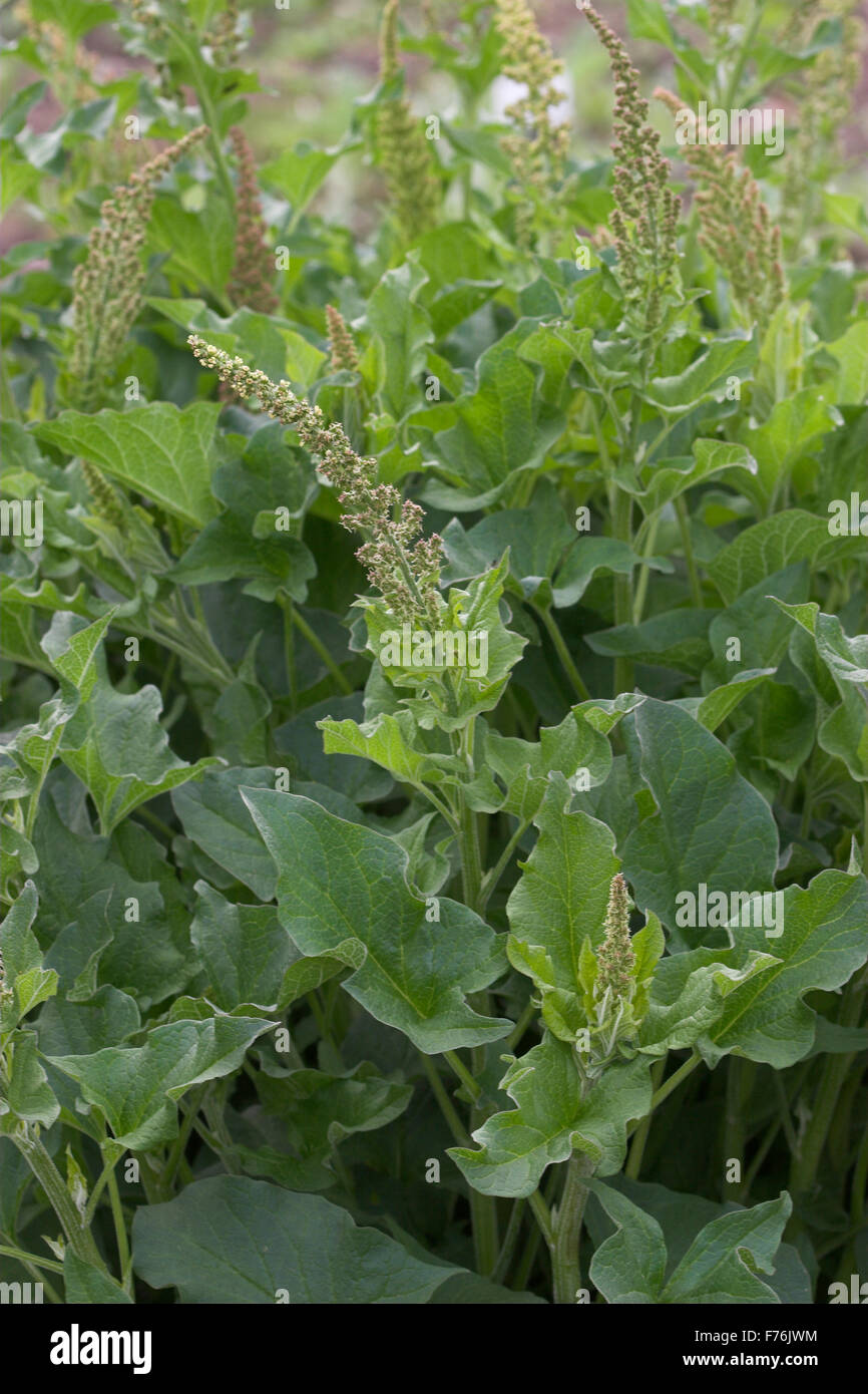 Guter Heinrich, Quecksilber Gänsefuß, Guter Heinrich, Chenopodium Bonus-Henricus, Wilder Mehl-Salat, Blitum Bonus-Henricus Stockfoto