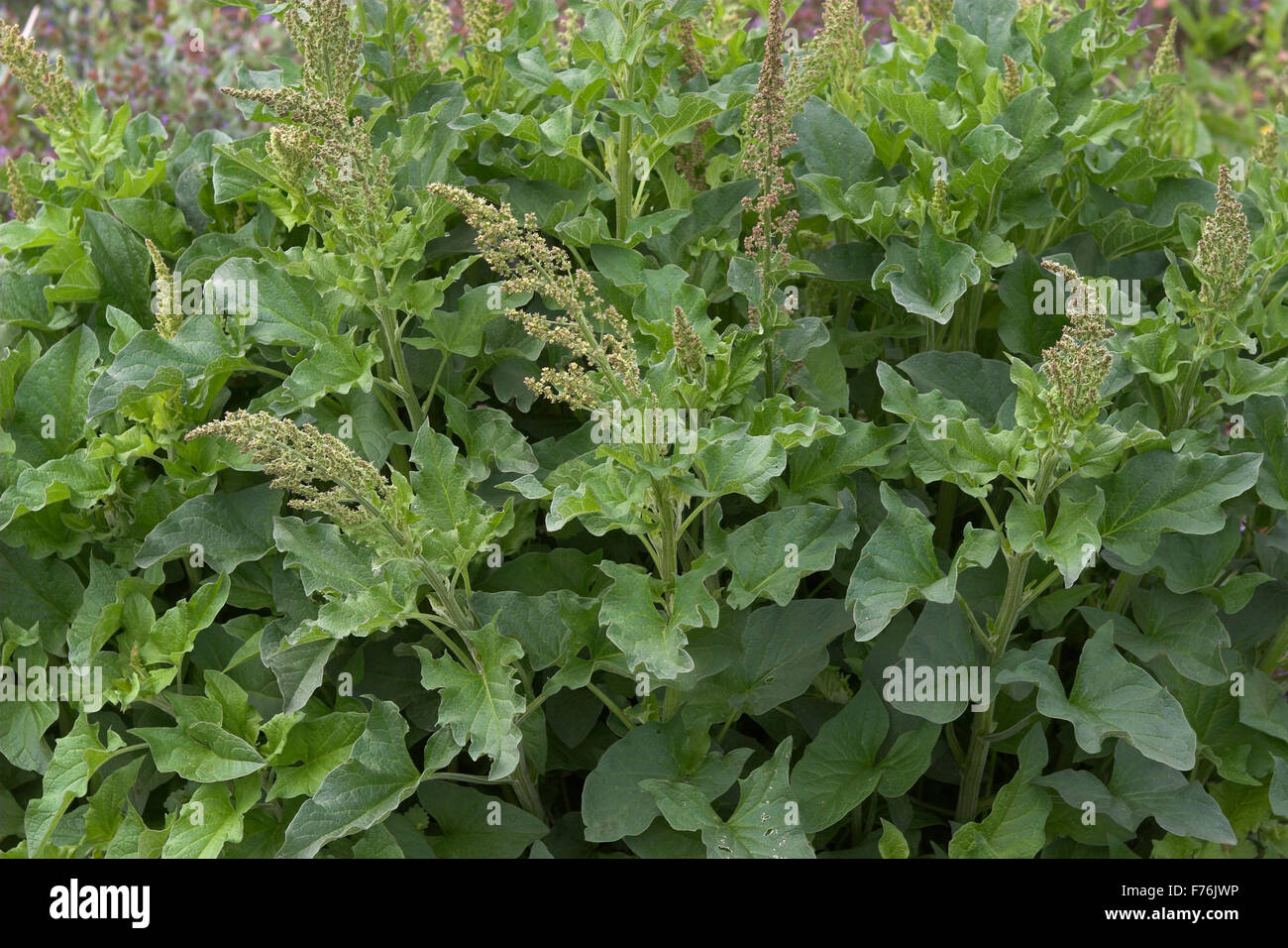 Guter Heinrich, Quecksilber Gänsefuß, Guter Heinrich, Chenopodium Bonus-Henricus, Wilder Mehl-Salat, Blitum Bonus-Henricus Stockfoto