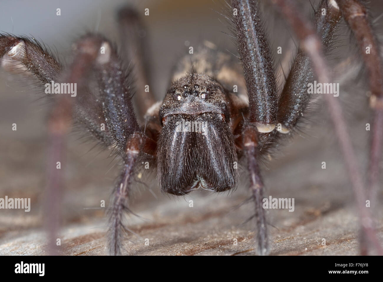 Riesigen europäischen Haus Spinne, Spinne Spinnennetz, Weiblich, Hauswinkelspinne, Haus-Winkelspinne, Hausspinne, Weibchen, Tegenaria Atrica Stockfoto