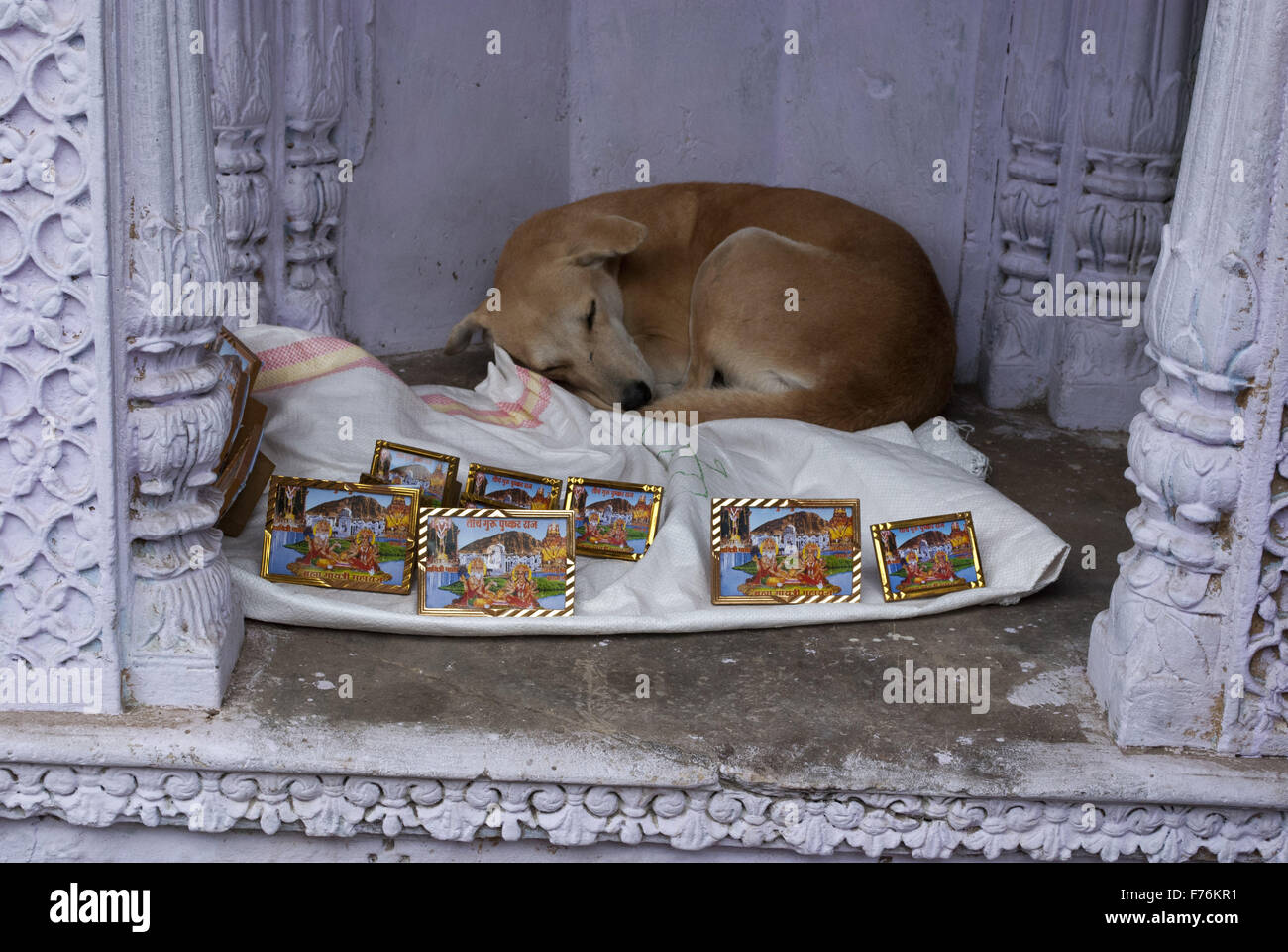 Hund schläft in einem Geschäft, in dem God Frames, pushkar, rajasthan, indien, asien verkauft werden Stockfoto