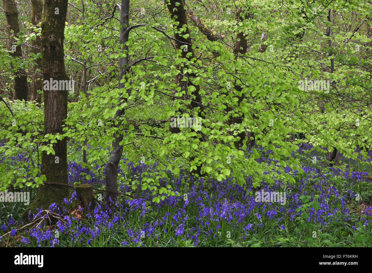 Glockenblumen und Buche Laub im Frühjahr Stockfoto