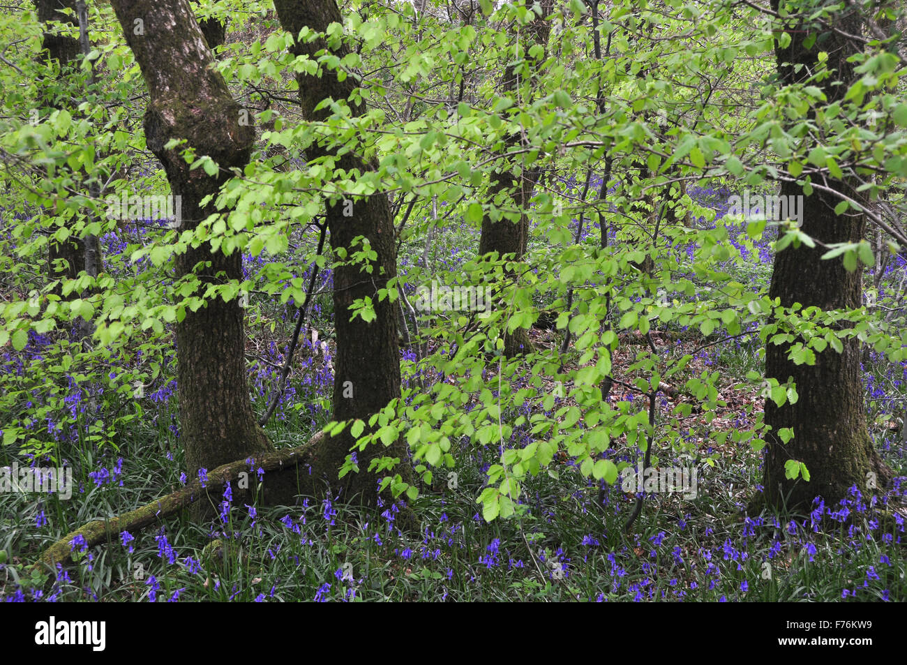 Glockenblumen und Buche Laub im Frühjahr Stockfoto